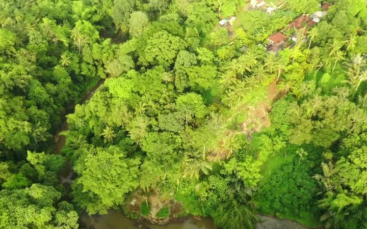 Tree canopy over the Buwit land, seen from above